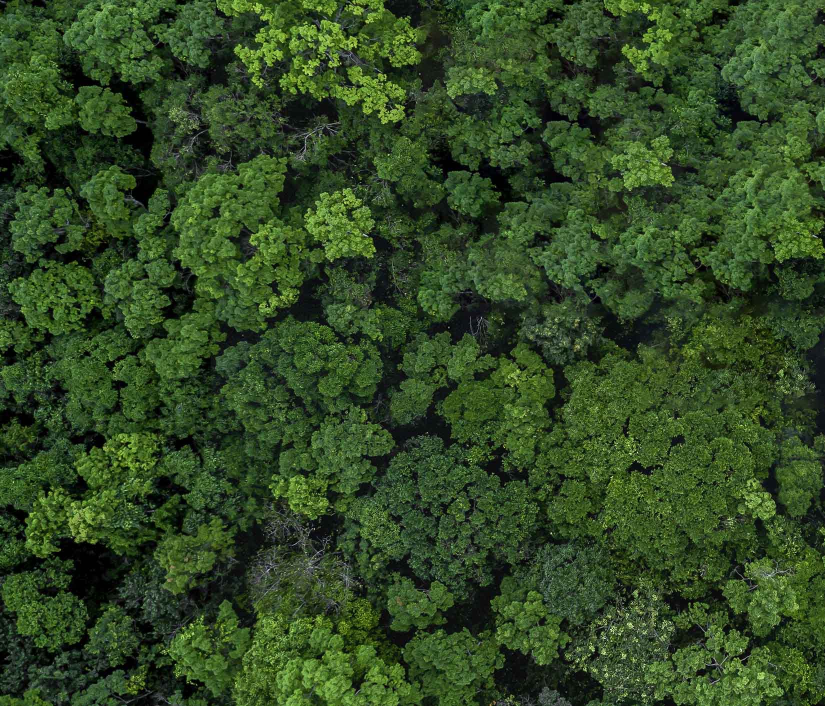 Wald von oben gesehen, Nachhaltigkeit ist das Herzstück unserer Arbeit.